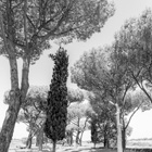 Roman trees